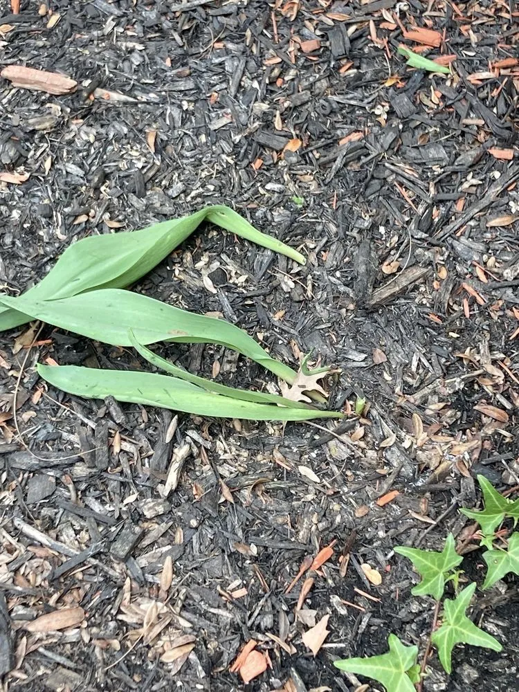 Affordable garden landscaping in Orland Park, IL - College Students Landscaping