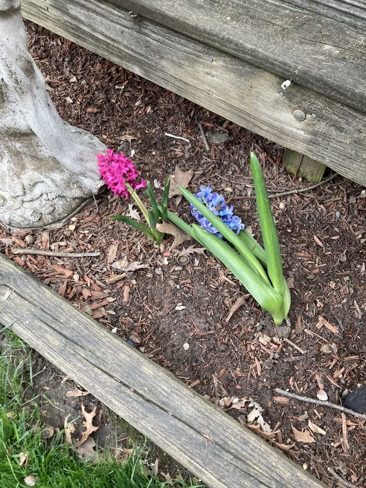 Expert garden landscaping experts serving Orland Park, IL - College Students Landscaping