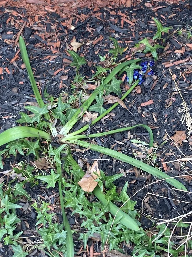 Local landscaping services experts serving Orland Park, IL - College Students Landscaping