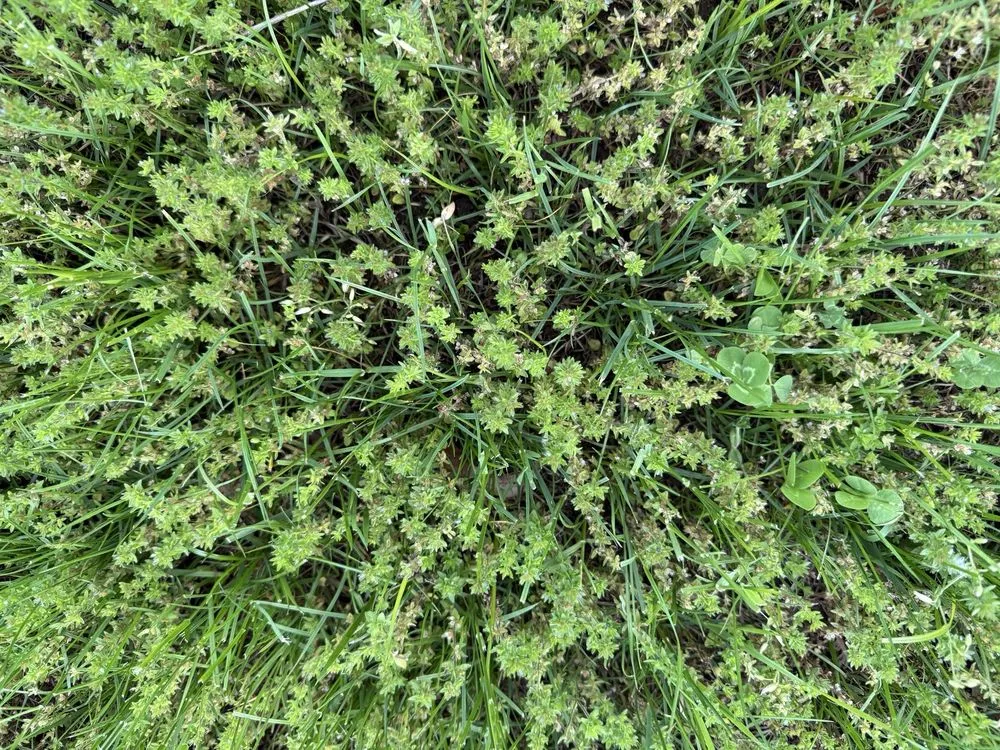 Expert yard maintenance in Glastonbury, CT - Collegiate Landscaping