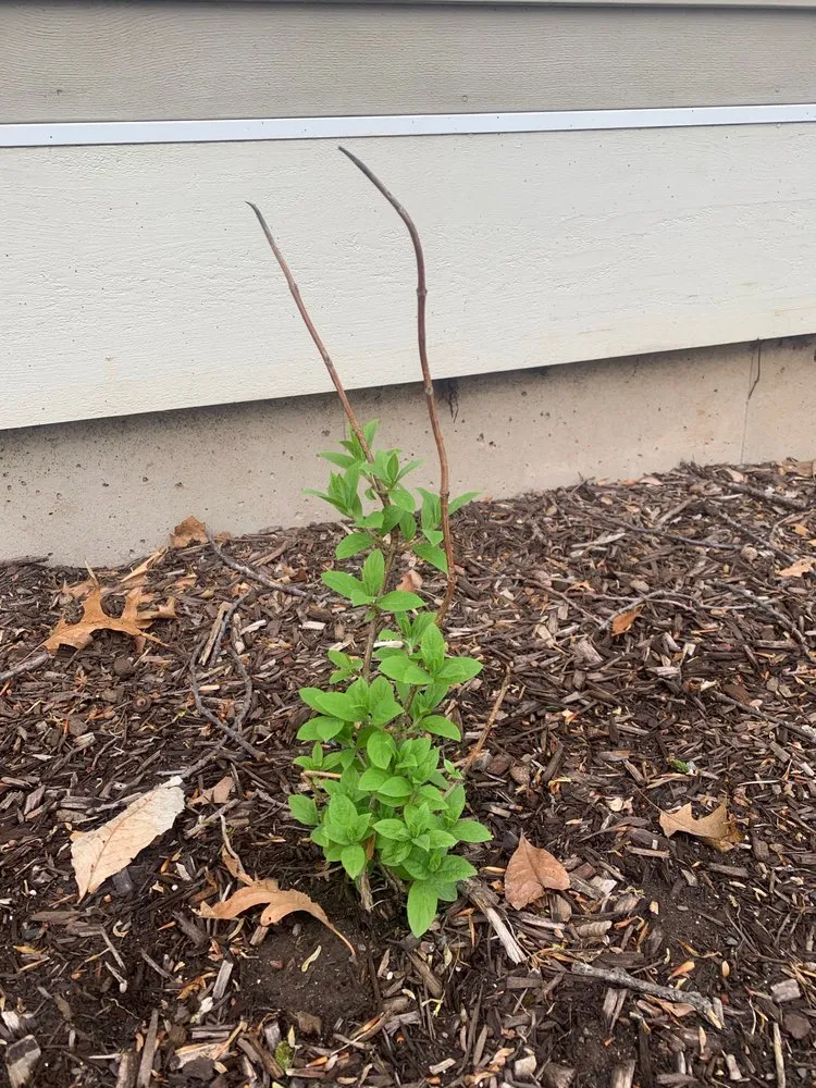 Expert lawn mowing service in Glastonbury, CT - Collegiate Landscaping