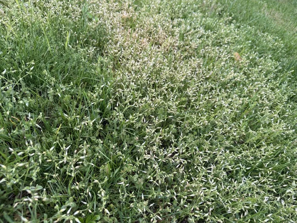 Local landscaping services for beautiful yards in Glastonbury, CT by Collegiate Landscaping