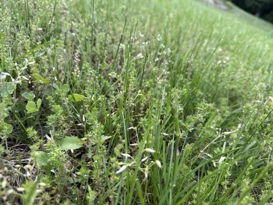 Collegiate Landscaping