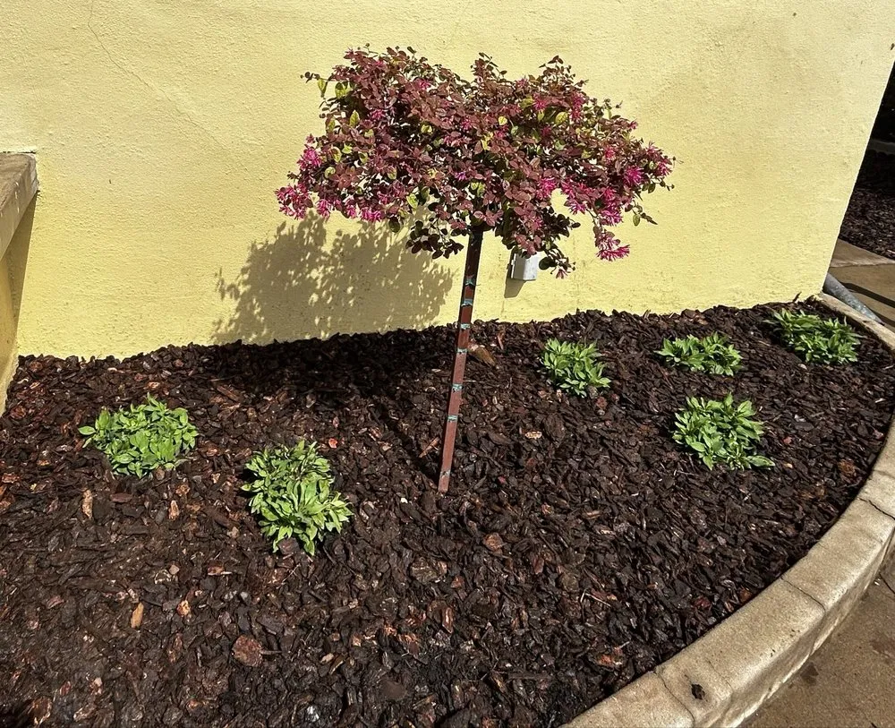 Professional landscape design for year-round maintenance in San Diego, CA by Collier Landscaping & Irrigation