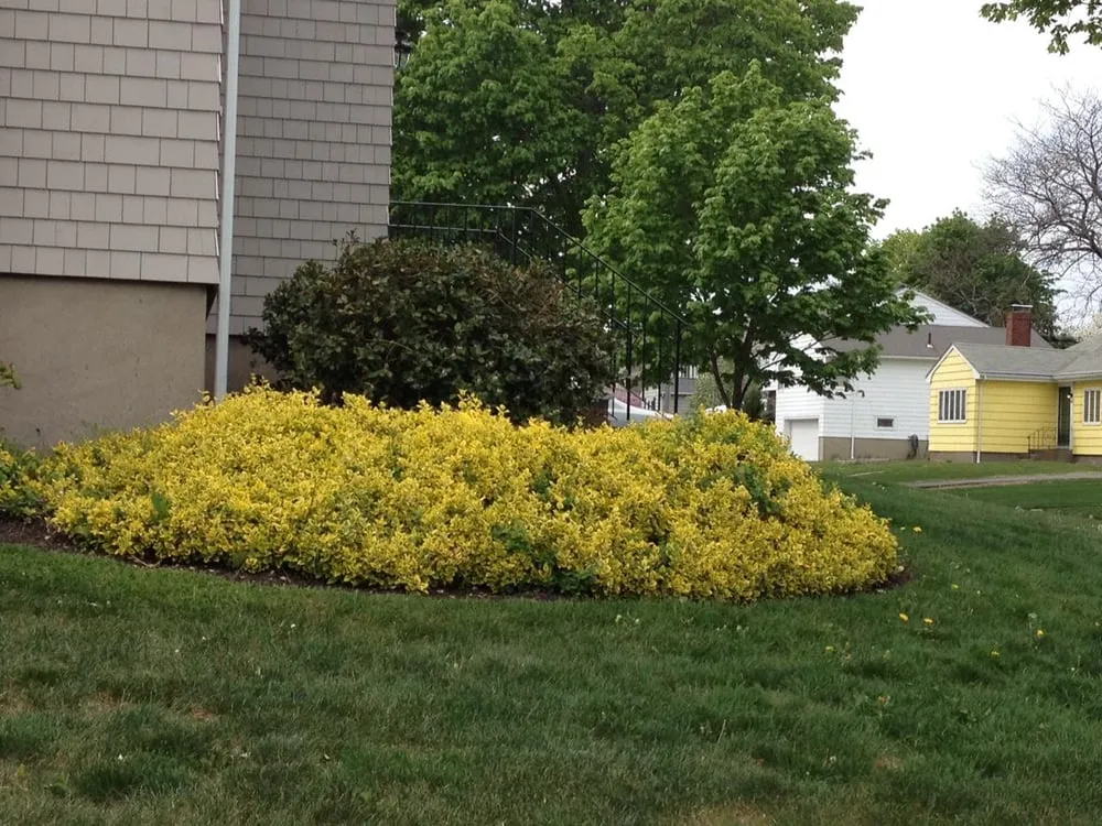 Professional yard cleanup service in Swampscott, MA by Collins and Sons Landscaping