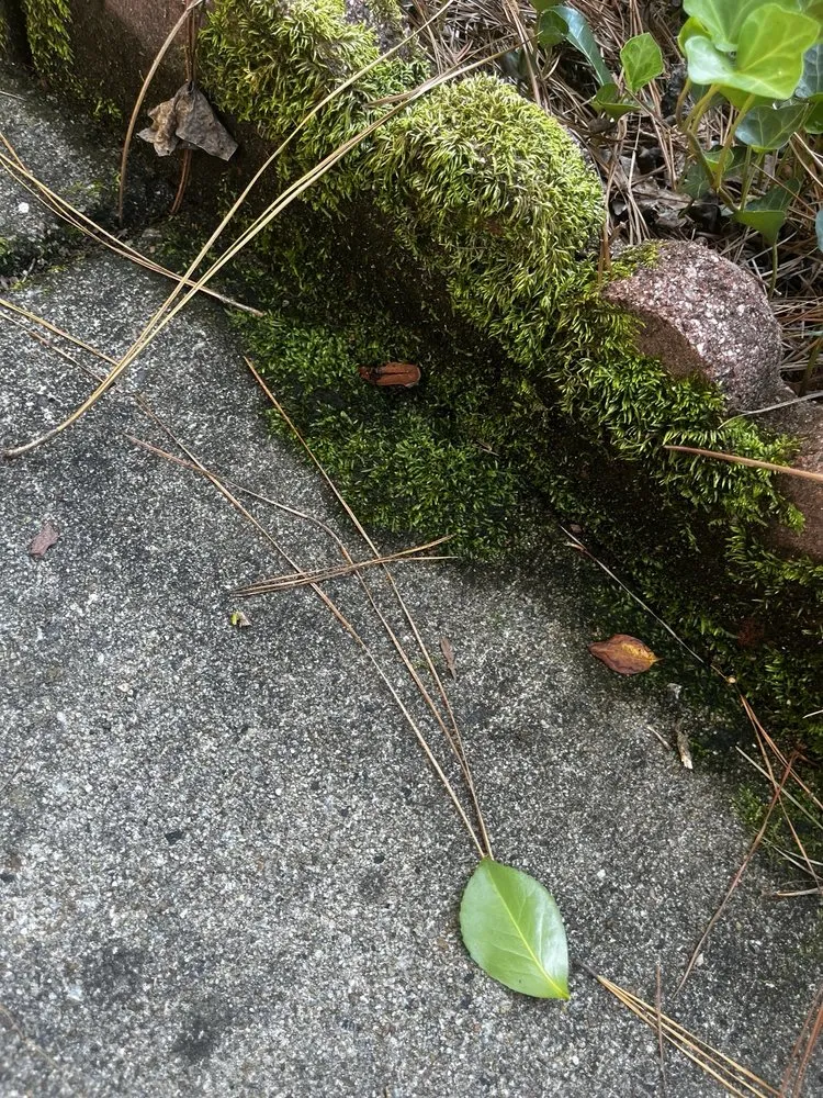 Trusted garden landscaping in Monroe, NC by Collin’s Exterior Cleaning