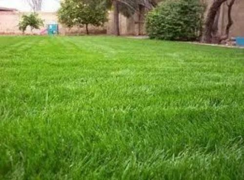 Professional lawn care service experts serving Martinez, GA - Collins Landscape and Pressure Washing