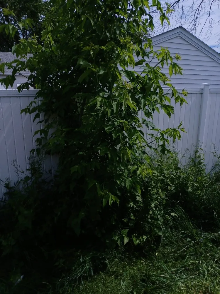 Custom yard cleanup service in Green Bay, WI - Collins Landscaping