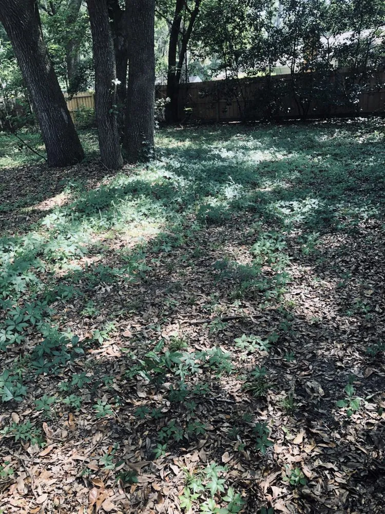 Trusted garden landscaping in Walthourville, GA - Collins Lawn and Landscaping