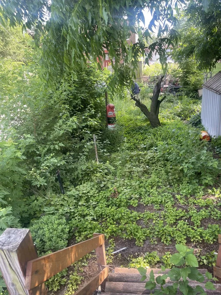 Professional yard cleanup service experts serving St. Louis, MO - Collins Lawn Care