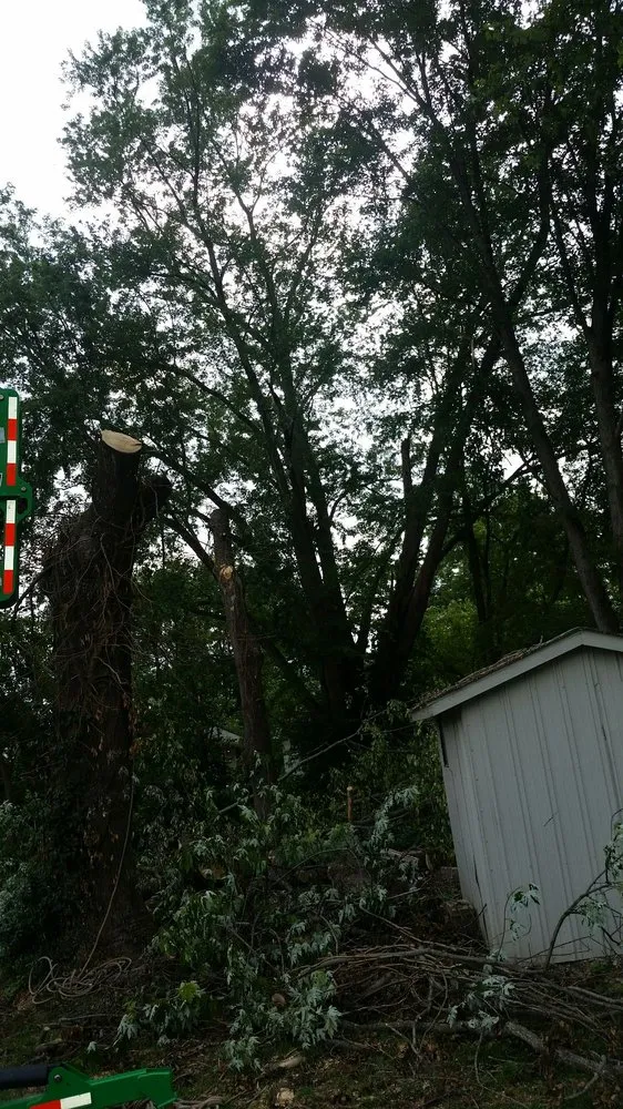 Custom yard cleanup service in Bloomington, IN by Collins Tree Services