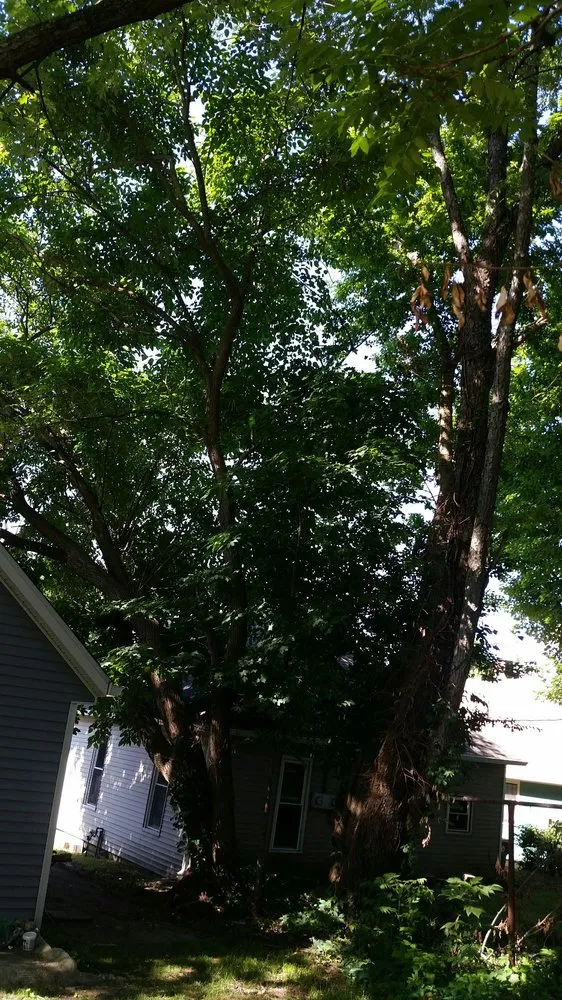 Professional residential landscaping with custom design across Bloomington, IN - Collins Tree Services