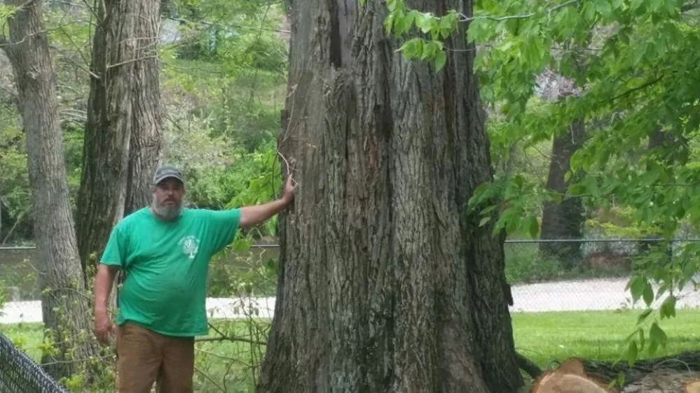 Custom lawn mowing service in Bloomington, IN - Collins Tree Services