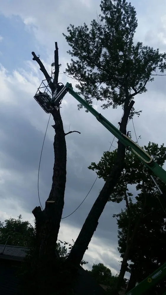 Local yard maintenance in Bloomington, IN by Collins Tree Services