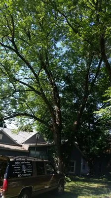 Collins Tree Services Logo