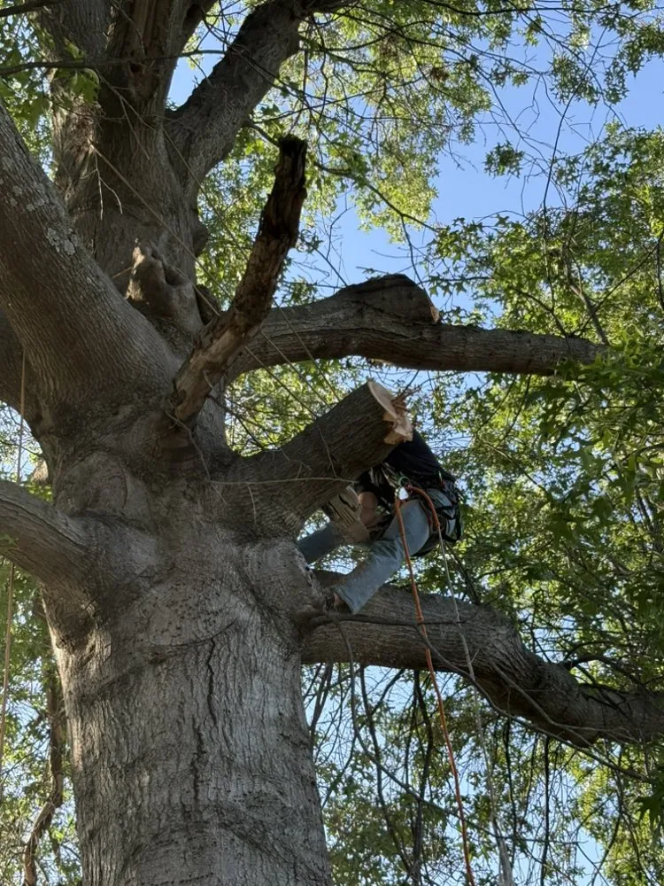 Local lawn care service in Bartlesville, OK by Colliver Lawn & Tree Care
