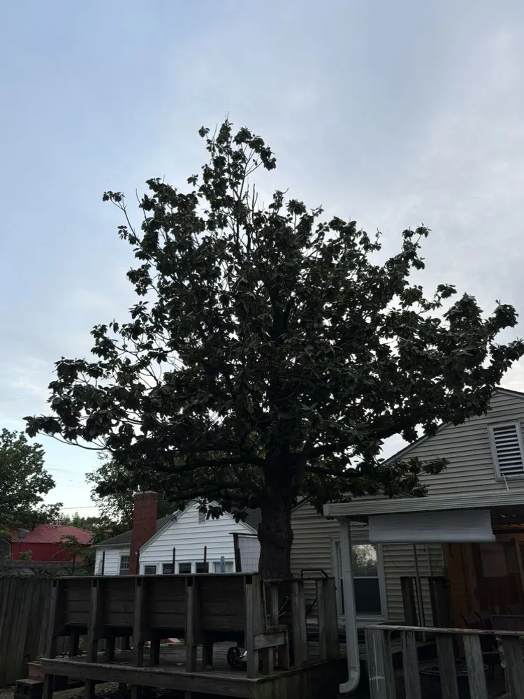 Professional lawn care service in Bartlesville, OK by Colliver Lawn & Tree Care