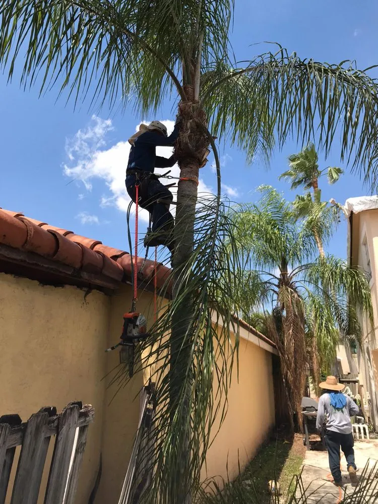 Reliable lawn care service experts serving Miami, FL - Colombia's Landscaping & Tree Services