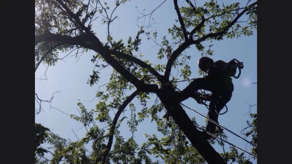 Custom lawn care service for year-round maintenance in Waddell, AZ by Colomos Family Landscaping