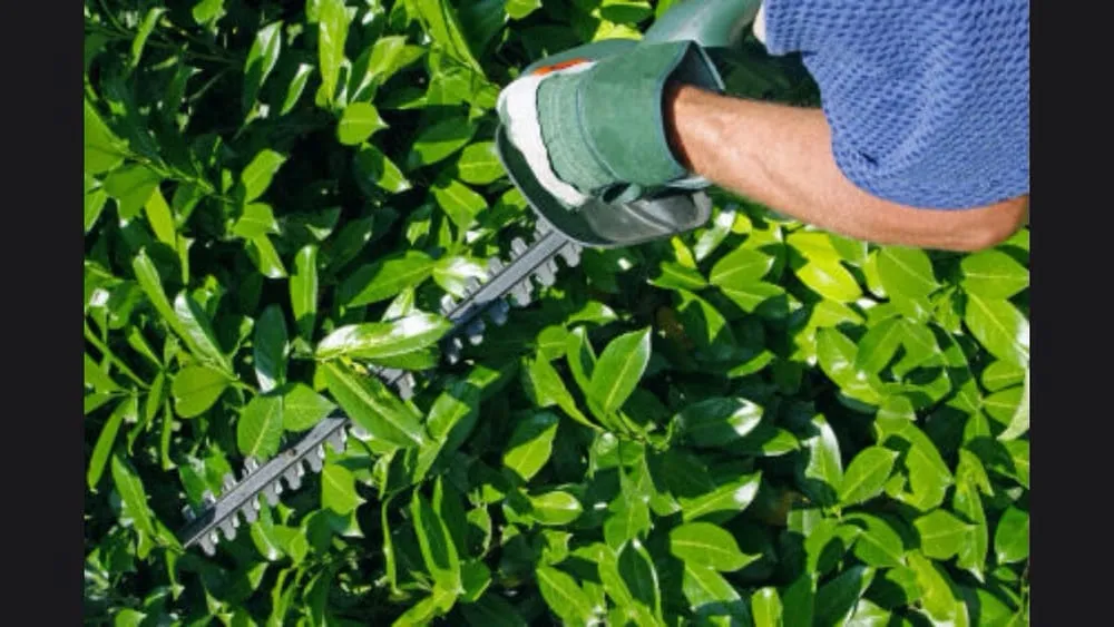 Reliable landscape installation for homes in Waddell, AZ by Colomos Family Landscaping