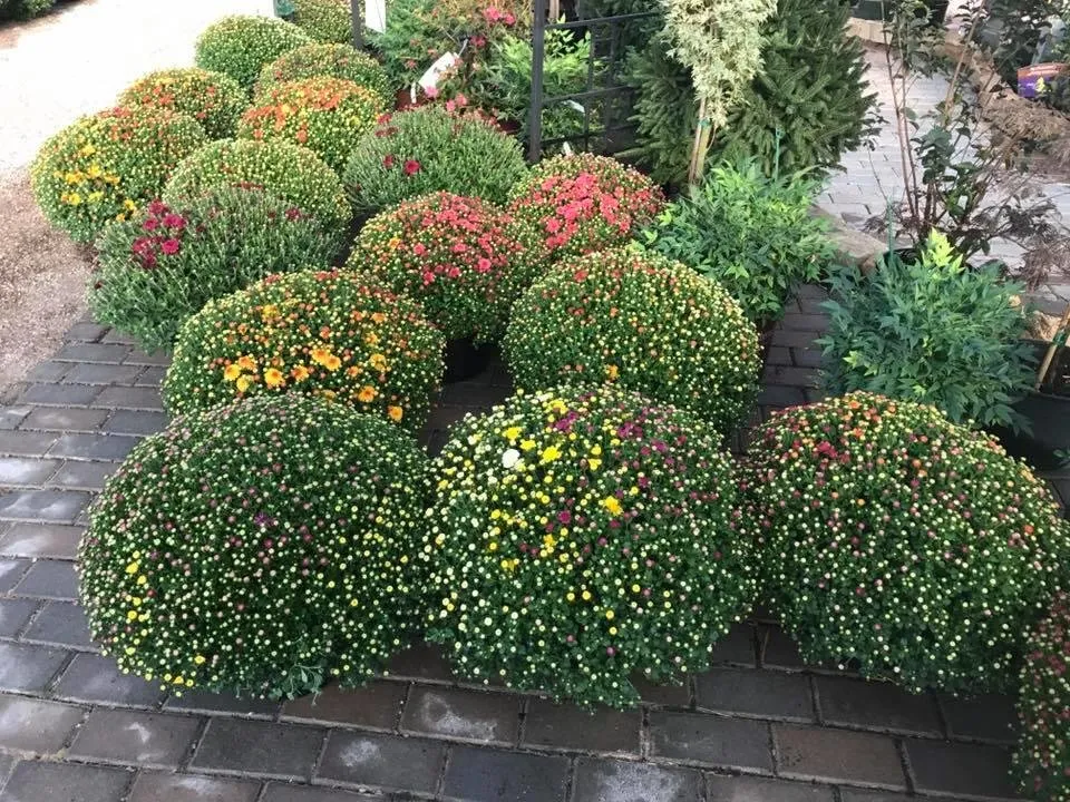 Custom yard cleanup service experts serving Newburgh, IN - Colonial Classics