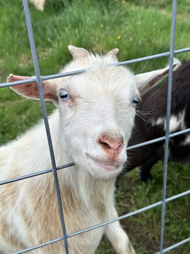 Local landscape installation for outdoor upgrades across Blue Springs, MO - Colonial Gardens
