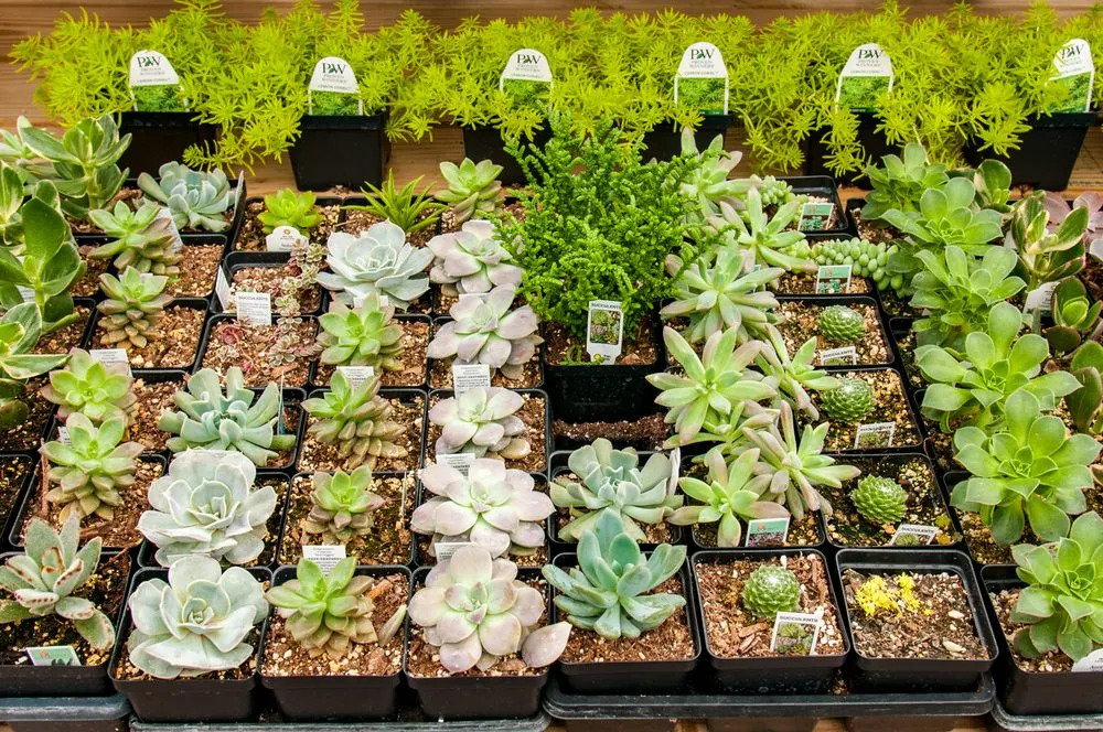 Expert yard maintenance in Ladysmith, WI - Colonial Nursery