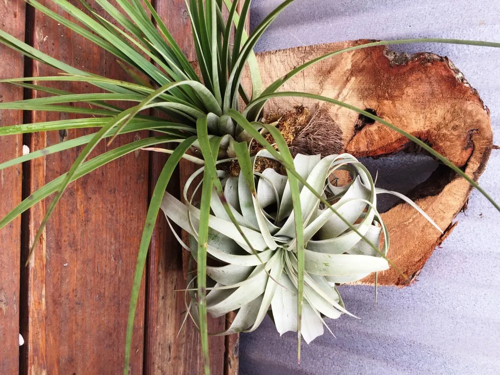 Professional landscape design in Lincroft, NJ - Colonial Nursery