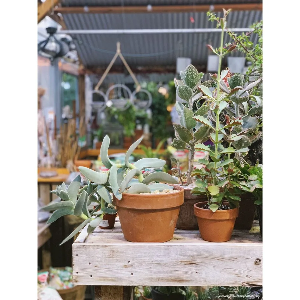 Custom landscape installation in Lincroft, NJ by Colonial Nursery