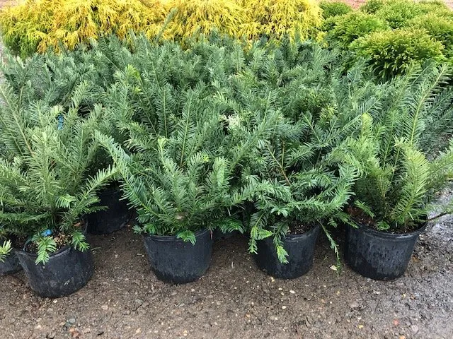 Top-rated lawn mowing service experts serving Lincroft, NJ - Colonial Nursery