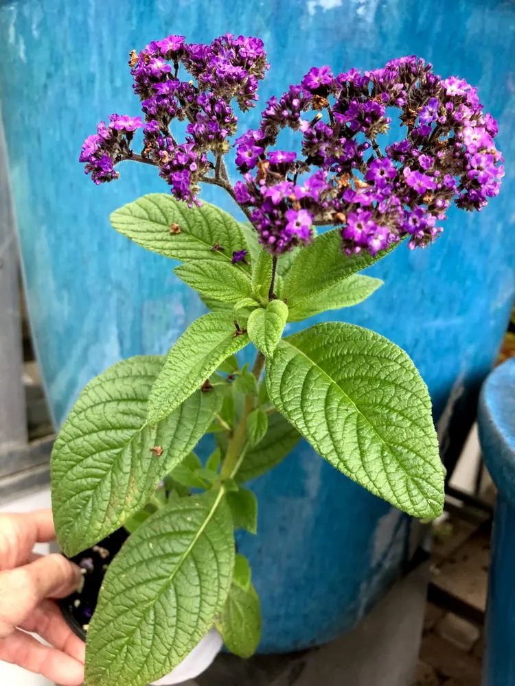 Local lawn care service in Lincroft, NJ - Colonial Nursery