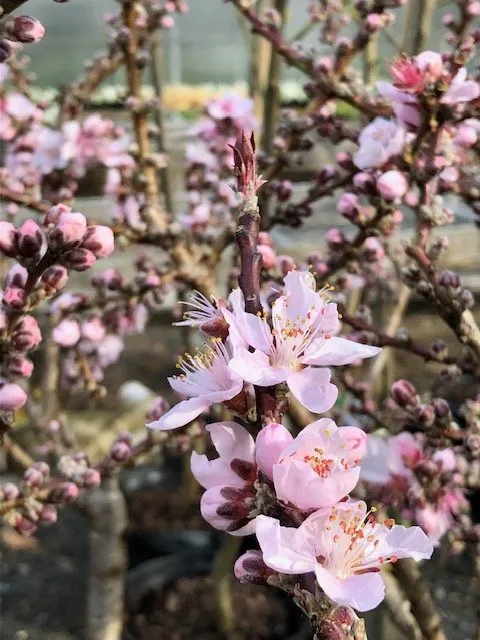 Top-rated residential landscaping for year-round maintenance in Lincroft, NJ by Colonial Nursery