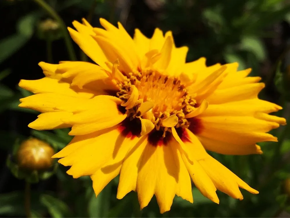 Custom outdoor landscaping for homes across Lincroft, NJ - Colonial Nursery