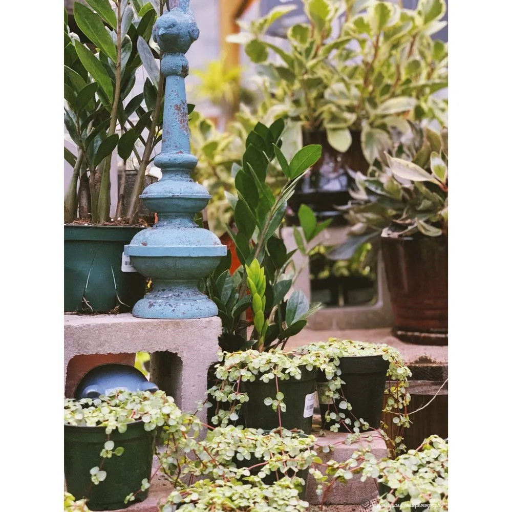 Top-rated outdoor landscaping for beautiful yards across Lincroft, NJ - Colonial Nursery