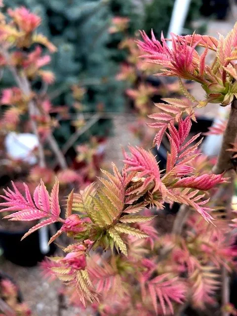 Affordable landscape installation in Lincroft, NJ by Colonial Nursery