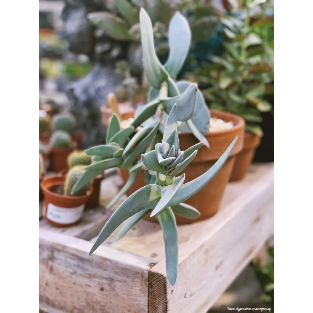 Expert residential landscaping in Lincroft, NJ by Colonial Nursery