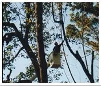 Trusted residential landscaping experts serving Southampton, PA - Colonial Tree Service