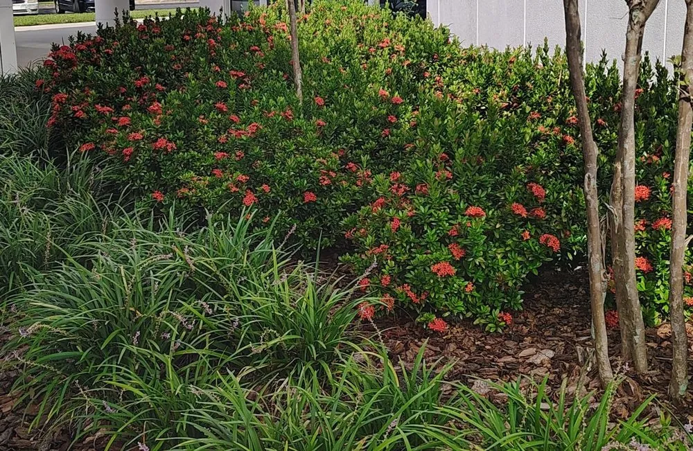 Top-rated garden landscaping for homes across Kissimmee, FL - Color Beautify Lawn Services