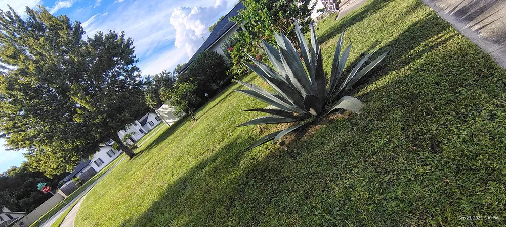 Affordable landscape design in Kissimmee, FL - Color Beautify Lawn Services