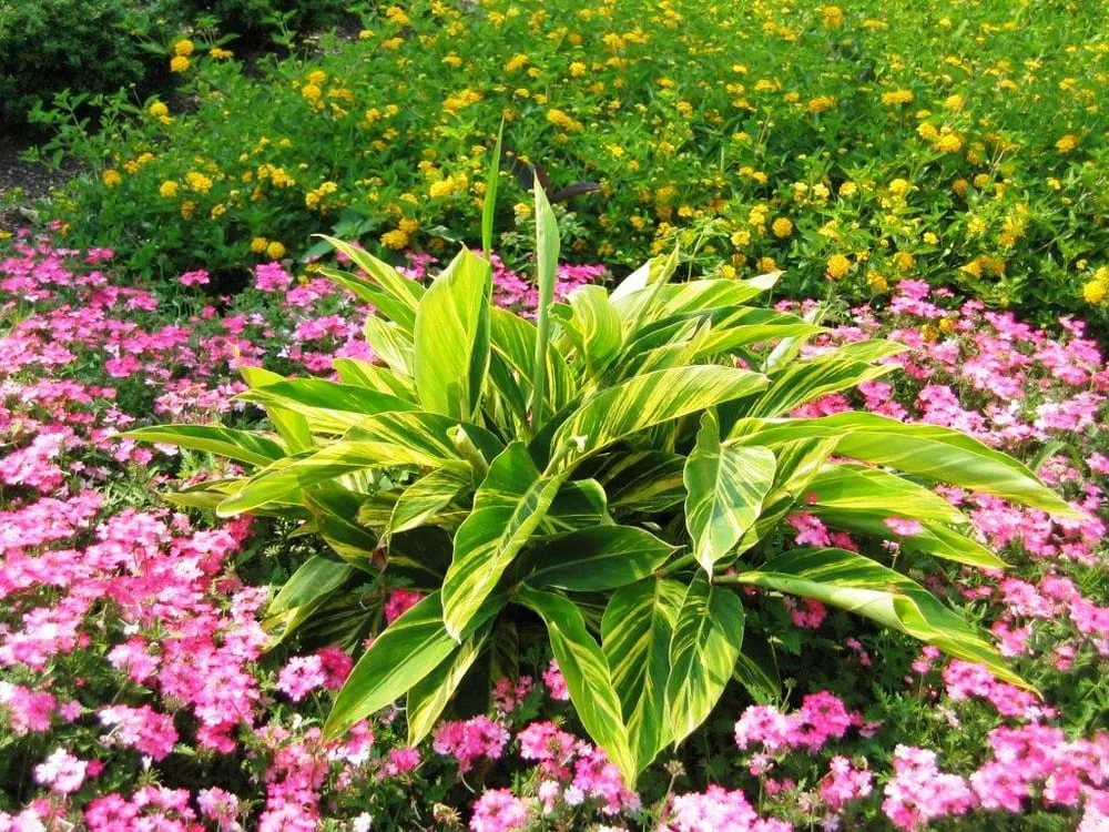 Expert residential landscaping in Brentwood, TN by Color Burst Landscapes