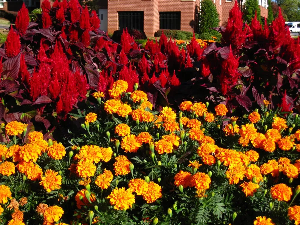 Top-rated outdoor landscaping in Lawrenceville, GA - Color Burst