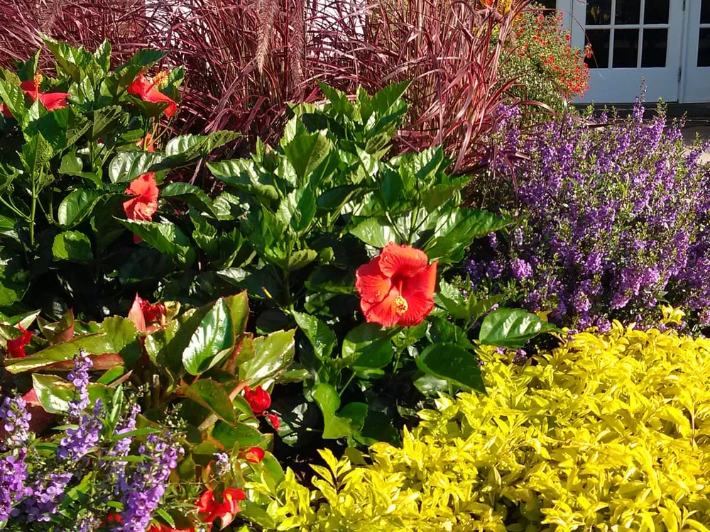 Local lawn care service experts serving Lawrenceville, GA - Color Burst