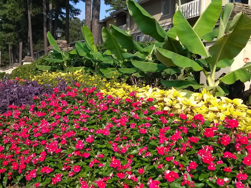 Affordable lawn care service near you in Lawrenceville, GA by Color Burst