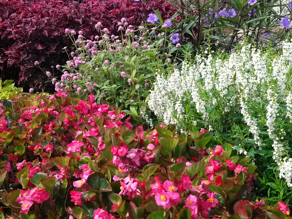 Local lawn care service in Lawrenceville, GA - Color Burst