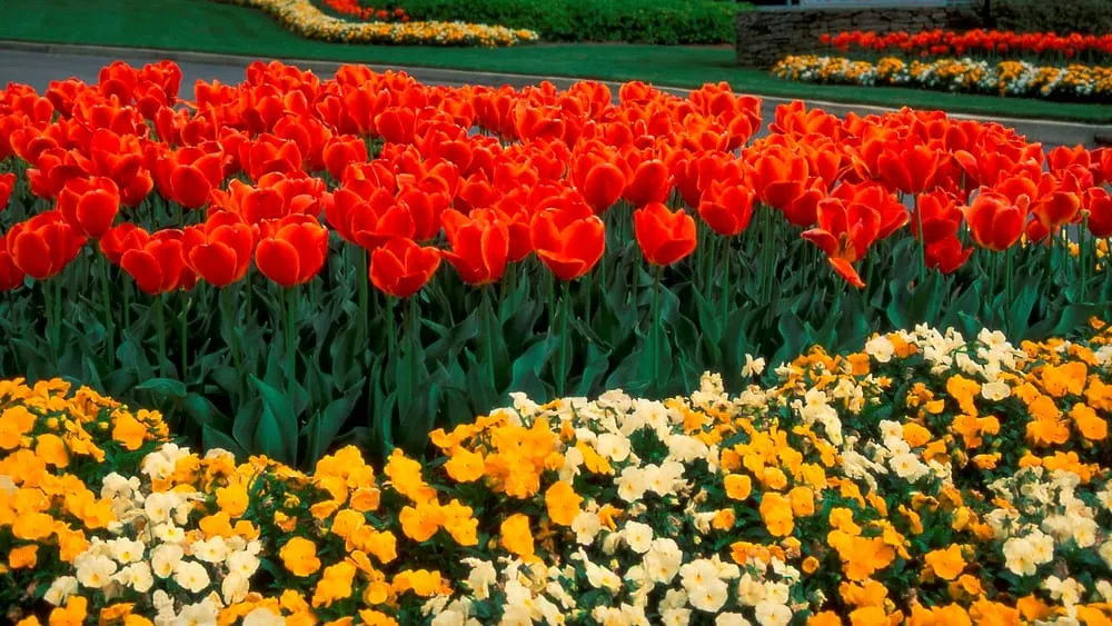 Top-rated landscape installation in Lawrenceville, GA by Color Burst