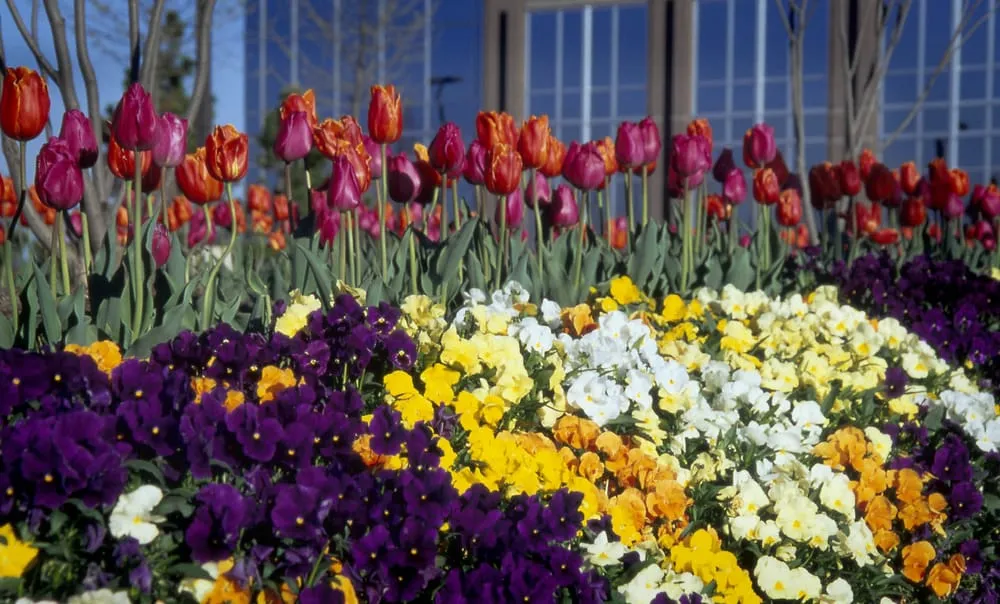 Custom landscaping services in Lawrenceville, GA by Color Burst