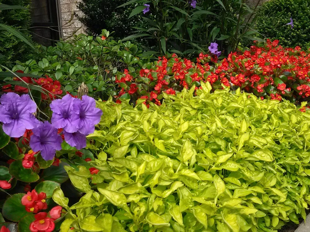 Top-rated lawn mowing service in Lawrenceville, GA - Color Burst