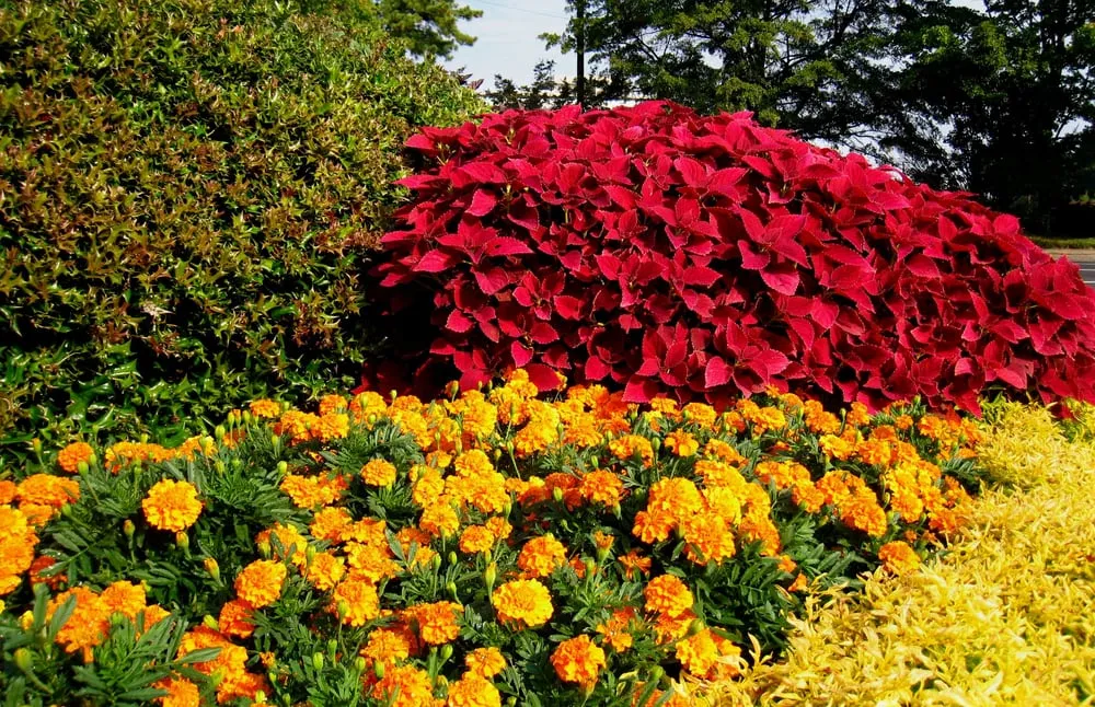 Custom yard cleanup service in Lawrenceville, GA - Color Burst