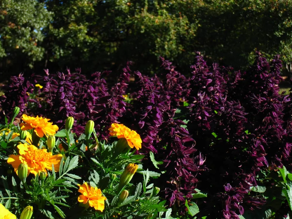 Affordable landscaping services for year-round maintenance across Lawrenceville, GA - Color Burst