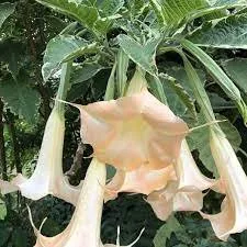 Professional yard cleanup service in Dunnellon, FL by Color The World Llc